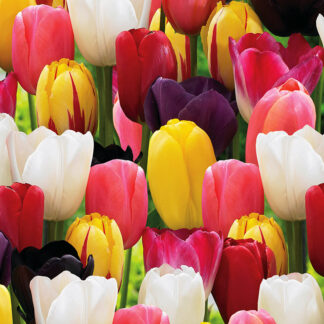 Tulipani Screziati E Sfrangiati Ingrosso Bulbi Tulipark