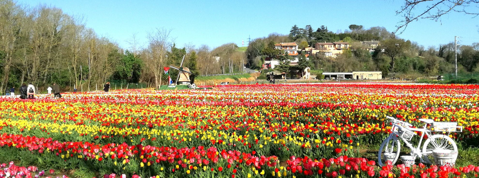 Il piacere di vivere l’olanda a roma