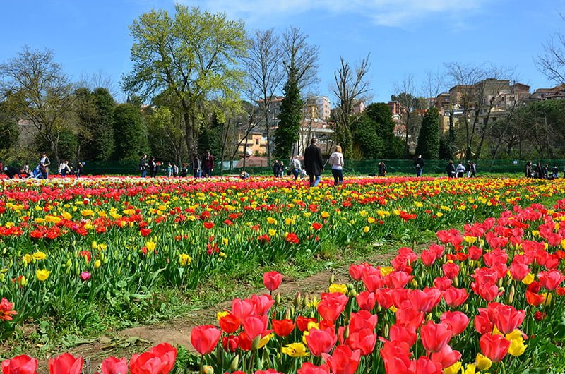 terreno tulipark